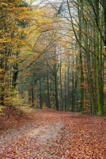 Landscape of a trail going through the European beech (Fagus sylvatica) forest, colored leaves in