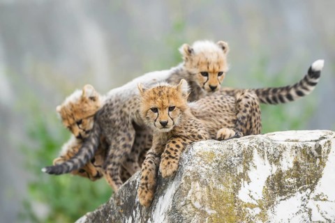 Cheetah (Acinonyx jubatus) youngsters playing with each other, captive, occurrence Africa