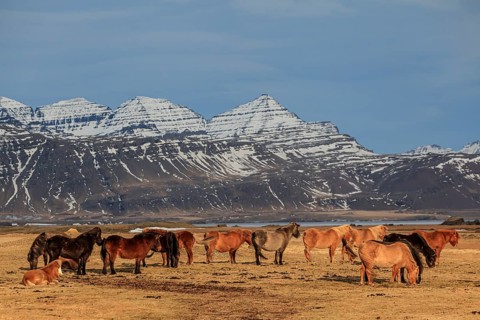 Icelandic horses standing on a barren meadow in front of steep mountains, herd, East Iceland,