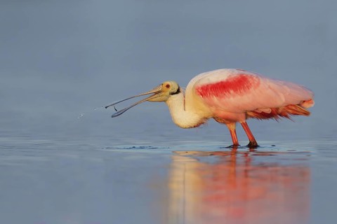 Roseate Spoonbill (Platalea ajaja), Florida, USA