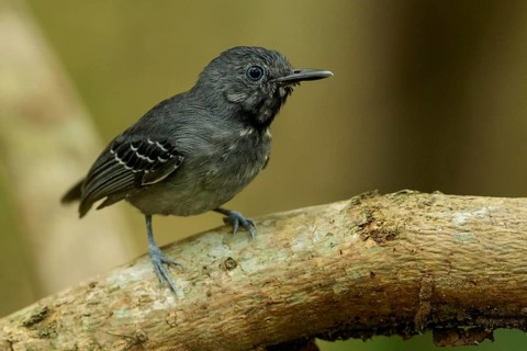 Black-chinned Antbird (Hypocnemoides melanopogon) perched on a branch in the grasslands of Guyana