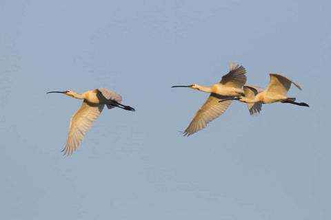 Eurasian Spoonbill (Platalea leucorodia) flying, Hungary