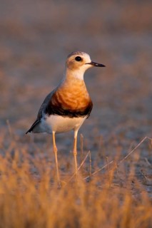 Oriental Plover (Charadrius veredus), Western Australia, Australia