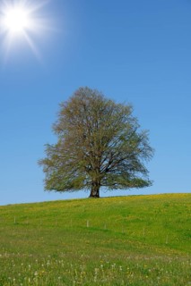 A single tree under bright sunshine on a hill with blue sky, copper beech (Fagus sylvatica) near
