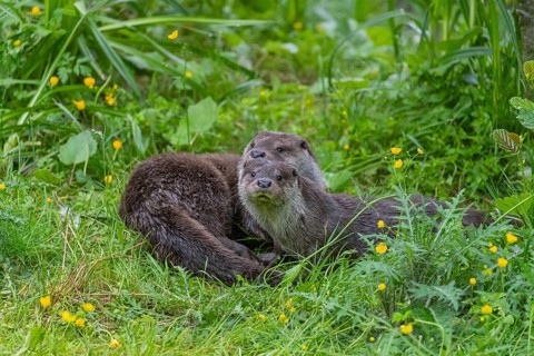 Two Eurasian otter (Lutra lutra), playing in green vegetation. Some yellow flowers (Ranunculus)