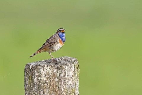 Bluethroat (Luscinia svecica cyanecula), male, singing on a pasture fence post, wildlife, Lembruch,