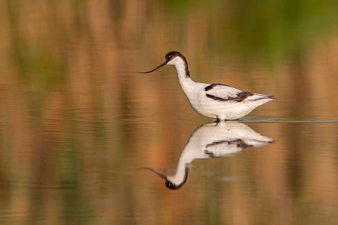 Pied Avocet (Recurvirostra avosetta) juvenile, Spain