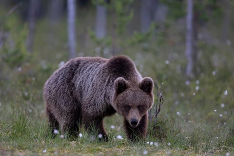 European brown bear, Karelia, Finland