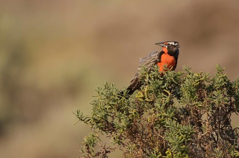 Long-tailed Meadowlark (Sturnella loyca) male, Chubut, Argentina