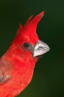 Vermilion Cardinal (Cardinalis phoeniceus) perched on a branch in Colombia, South America