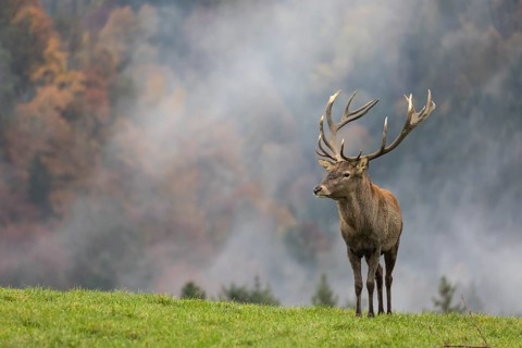 Red Deer buck at the end of the rutting season
