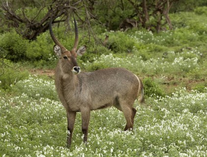 Common Waterbuck (Kobus ellipsiprymnus ellipsiprymnus) male standing in blooming vegetation,