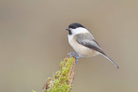 Willow Tit (Parus montanus), Willow Tit (Parus montanus) sitting on a branch overgrown with moss,