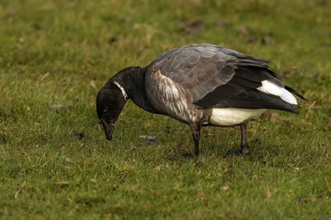 Brant Goose (Branta bernicla) foraging, Oland, Sweden