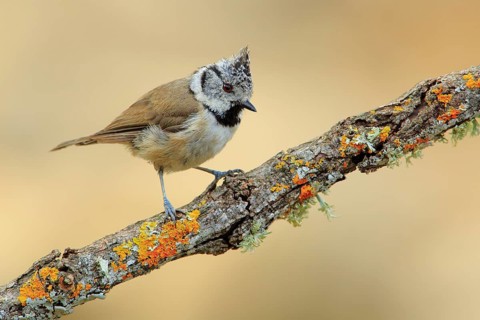 European Crested Tit (Lophophanes cristatus), Andalusia, Spain