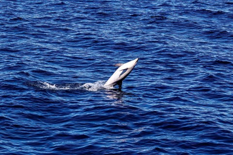 Dolphin tail protrudes from the blue surface of the sea, The Clymene dolphin (Stenella clymene)