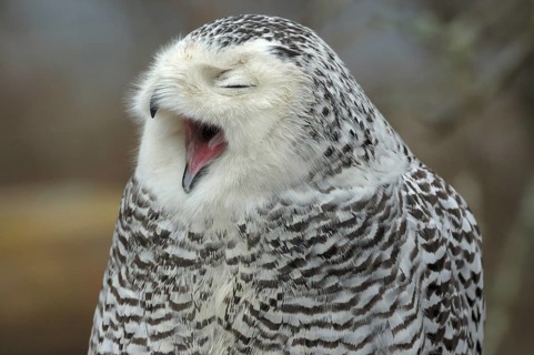 Snowy Owl (Bubo scandiacus), British Columbia, Canada