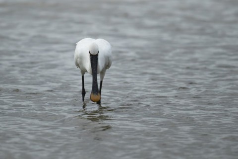 Eurasian spoonbill (Platalea leucorodia) adult bird feeding in a shallow lagoon, England, United