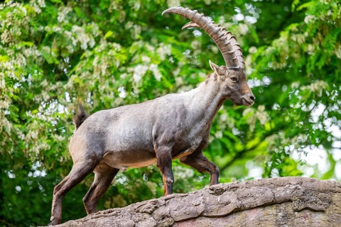 Alpine ibex (Capra ibex) male walking over rocks, Bavaria, Germany