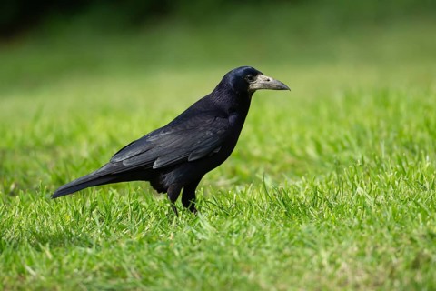 Rook (Corvus frugilegus) adult bird on a garden grass lawn, England, United Kingdom