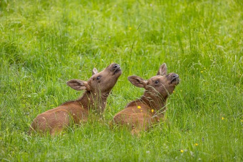 Two baby moose or elk (19 days old, born May 8, 2020), Alces alces, resting on a meadow with fresh