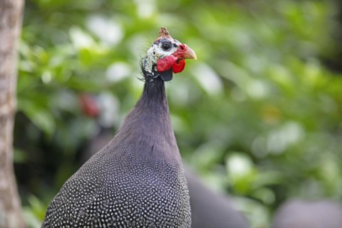 Guineafowl (Numididae), Periyar Wildlife Sanctuary or Periyar National Park, Idukki District,