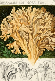 Mushroom, mushroom, broad-leaved hen, Sparassis brevipes, syn. Sparassis laminosa, Sparassis