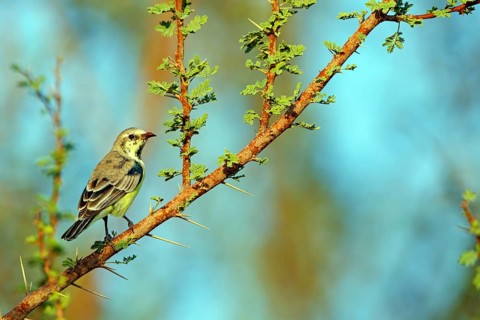 Honeybird, (Anthodiaeta metallica), perching bird, honey sucker, family of passerines, animals,