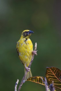 Village Weaver (Ploceus cucullatus spilonotus) male perched on a branch, Mauritius