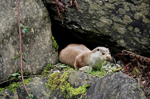 European otter (Lutra lutra), female looking out of cave, Captive, Switzerland