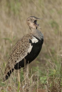 Black-bellied Bustard (Lissotis melanogaster) male calling, Mpumalanga, South Africa