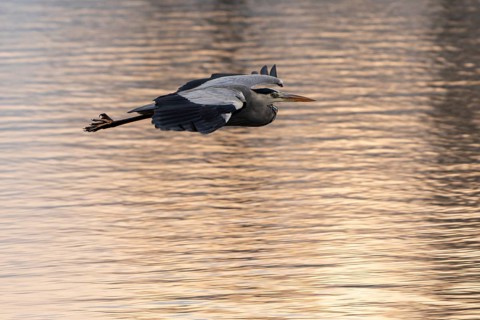 A grey heron flies over the golden shimmering water surface at sunset, Grey heron, (Ardea cinerea),