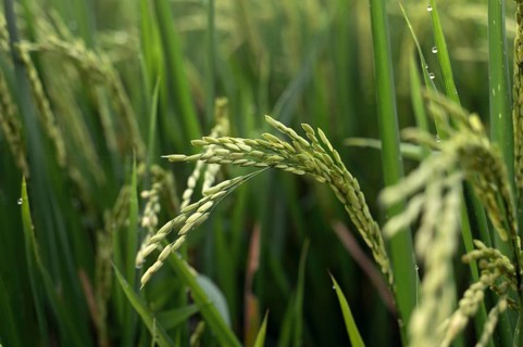 Close-up of vibrant green rice plants in a lush Indonesian field, adorned with dewdrops. This