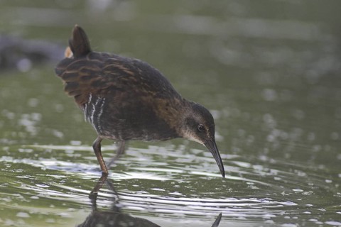 Virginia Rail (Rallus limicola), Ontario, Canada