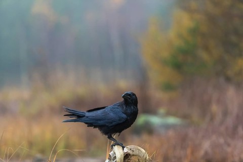 One common raven (Corvus corax) standing on a rock, searching for food on a ram skull. On a dry