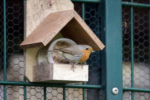 European robin (Erithacus rubecula), bird, feeding place, The robin sits at a feeding place and has