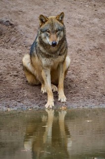 A wolf looking at its reflection in the water, Wolf (Canis Lupus), Germany
