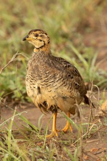 Coqui Francolin (Peliperdix coqui) male, Masai Mara, Kenya