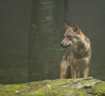 Wolf (Canis lupus) standing on a moss-covered rock and looking attentively, fog in the forest,
