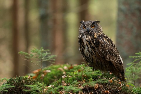 Eurasian Eagle-Owl (Bubo bubo) on ground in forest, North Rhine-Westphalia, Germany