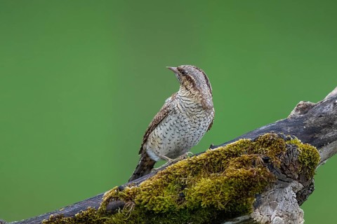 Eurasian Wryneck (Jynx torquilla), Hesse, Germany