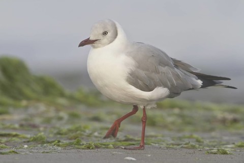 Grey-headed Gull (Chroicocephalus cirrocephalus), Isla de Ballestas National Park, Peru