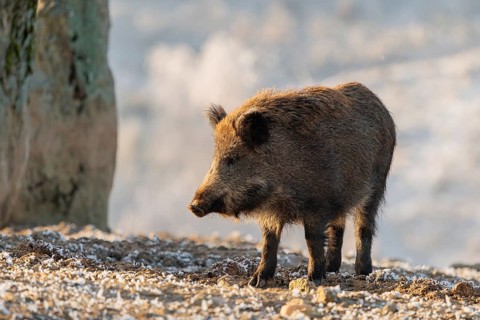 On a sunny day, a wild boar (Sus scrofa) searches for food in a frozen field. A forest covered in