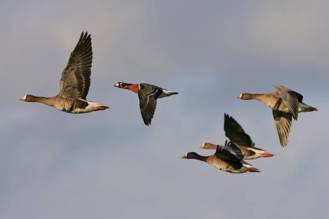 Red-breasted Goose (Branta ruficollis & Anser albifrons) flying, North Rhine-Westphalia, Germany