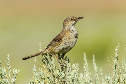 Sage Thrasher Oreoscoptes montanus Cedar City, Utah, United States 7 July Adult on Big Sagebrush.