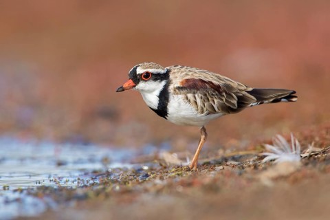Black-fronted Dotterel (Elseyornis melanops), Victoria, Australia
