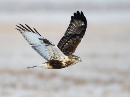 A Rough-legged Hawk, Buteo lagopus, glides over a field in Regina, Saskatchewan, Canada