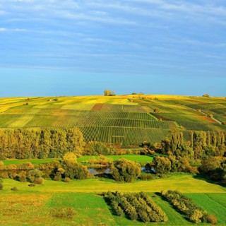 View of the vineyards on the Kreuzberg above the Main, wine island near Volkach, Nordheim,