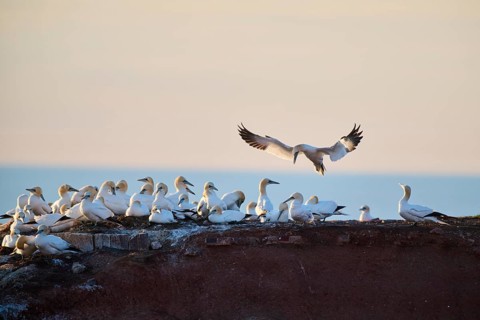 Northern gannet (Morus bassanus) flying over the colony on the cliffs at sunset, landing, wildlife,