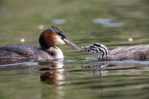 Great Crested Grebe (Podiceps Scalloped ribbonfish) with juvenile, Emsland, Lower Saxony, Germany